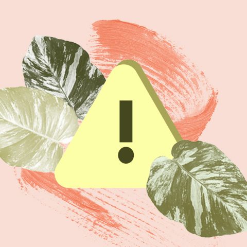 toxic plants