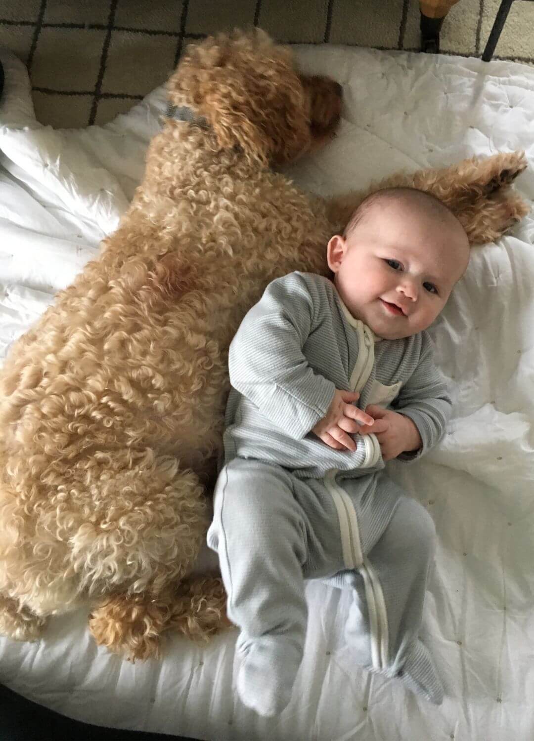 baby and pet milestone picture