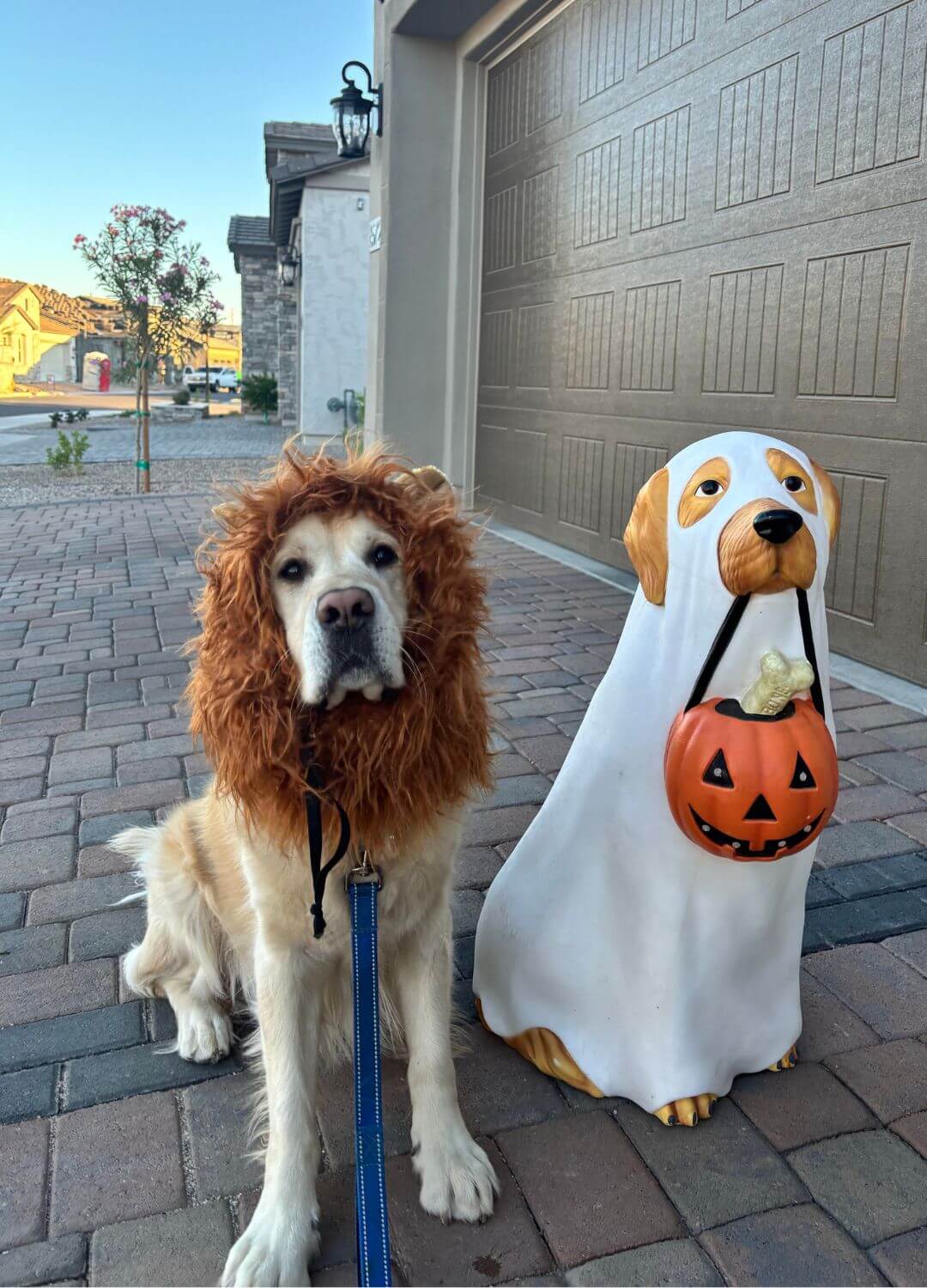 dog on halloween