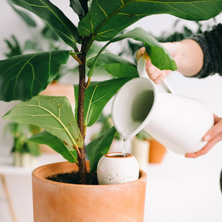 Olla Self-Watering Pot