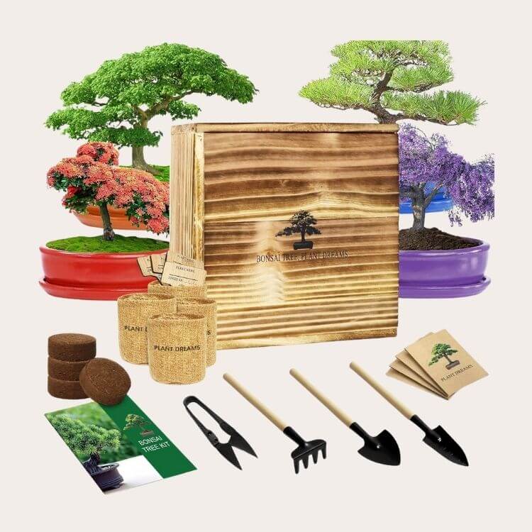 Bonsai Tree Starter Kit