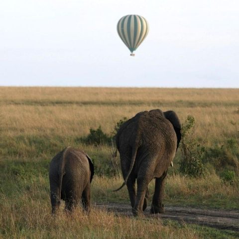 elephant parenting mom and calf