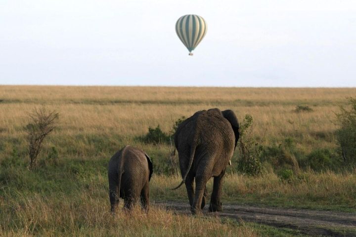 elephant parenting mom and calf
