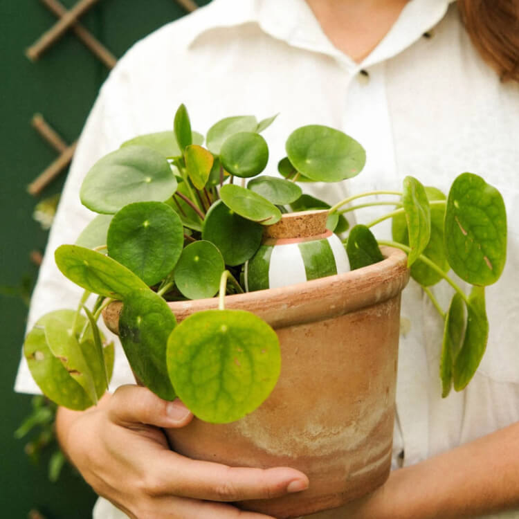 Mini Self-Watering Pots