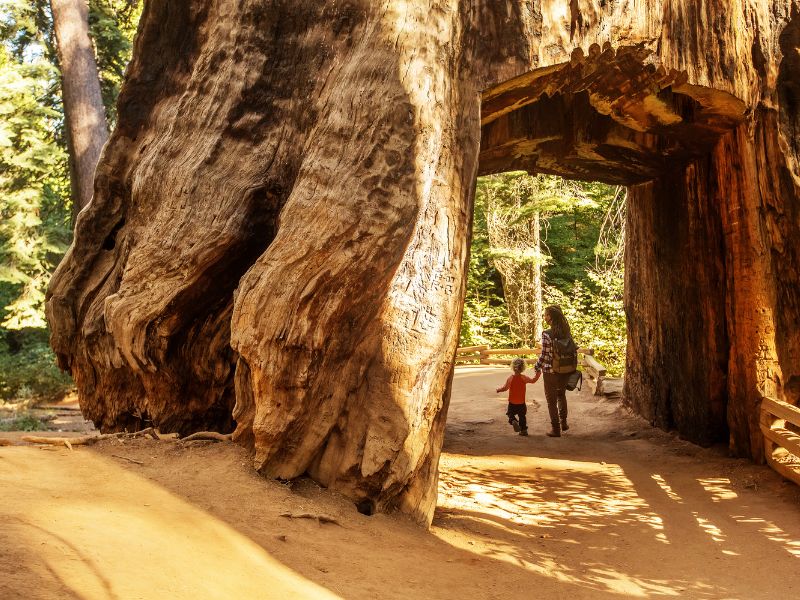 Yosemite national park birthday trip ideas for kids