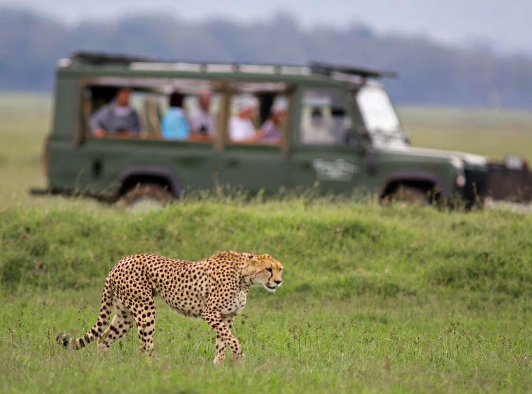 african safari