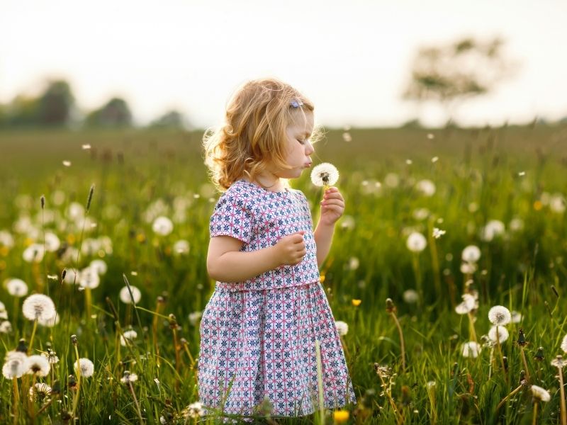 dandelion flower type personality traits