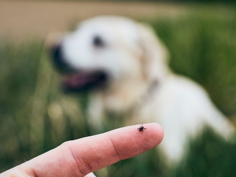checking for ticks