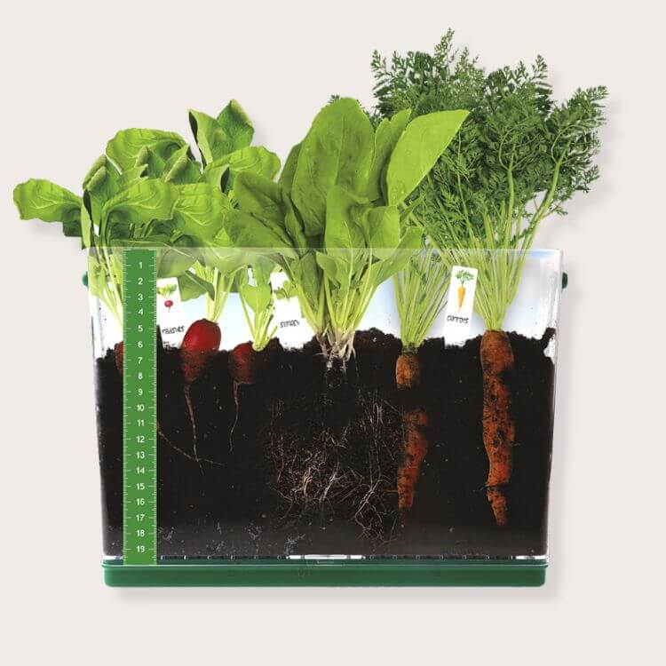 Grow & See Vegetable Garden